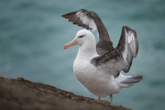 Flapping its Wings Black-browed Albatross flapping its wings on Saunders Island in the Falklands.