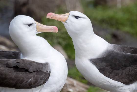 Prelude to Clacking Black-browed Albatross on Saunders Island in the Falklands.