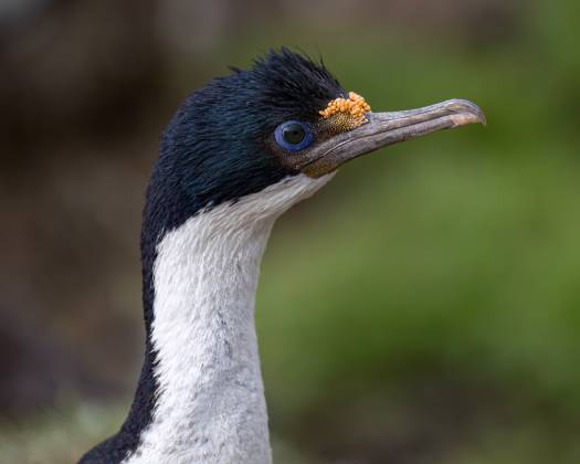 Imperial Comorant Portrait Imperial Comorant aka Blue-Eyed Comorant at The Neck on Saunders Island in the Falklands.
