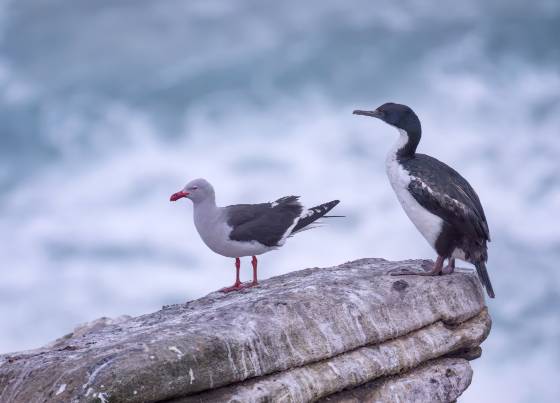 Imperial Comorant and Dolphin Gull Imperial Comorant and Dolphin Gull at The Neck on Saunders Island in the Falklands.