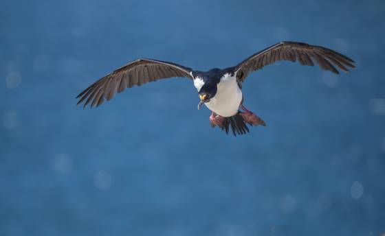 Imperial Comorant in Flight 1 Imperial Comorant at The Neck on Saunders Island in the Falklands.