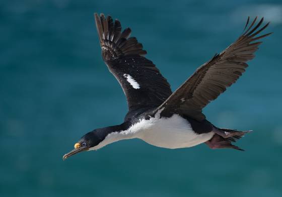Imperial Comorant in Flight No 2 Imperial Comorant at The Neck on Saunders Island in the Falklands.