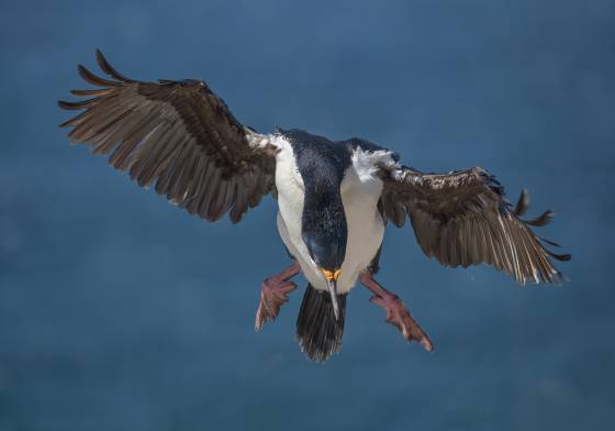 Imperial Comorant in Flight No 3 Imperial Comorant at The Neck on Saunders Island in the Falklands.