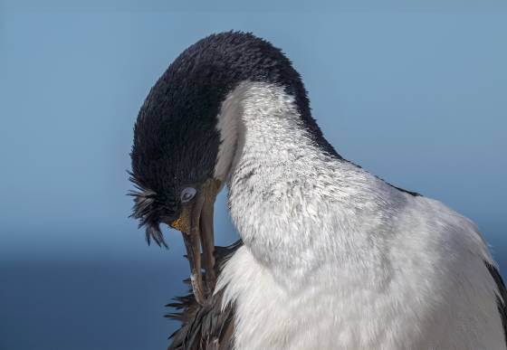 Imperial Cormorant Preening No 2 Imperial Comorant preening at The Neck on Saunders Island in the Falklands.