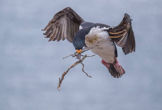 Imperial Cormorant delivering Nesting Material Imperial Comorant and nesting material at The Neck on Saunders Island in the Falklands.