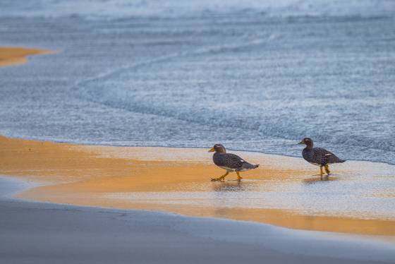 Steamers in the Gold Steamer Ducks on the beach at The Neck on Saunders Island in the Falklands.