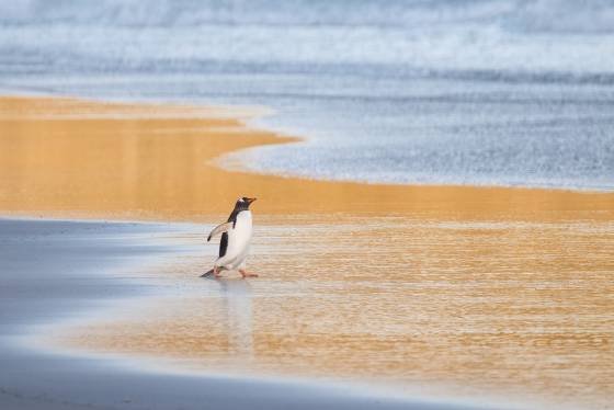 Blue and Gold 1 Gentoo Penguin at sunrise at The Neck on Saunders Island in the Falklands.