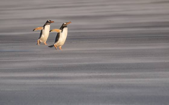 Gentoo Penguin in the wind 2 Gentoo penguins at sunset at The Neck on Saunders Island in the Falklands.
