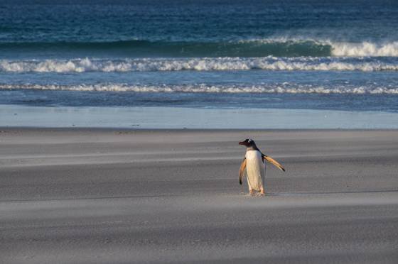 Gentoo Penguin in the wind Gentoo penguin at sunset at The Neck on Saunders Island in the Falklands.