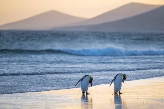 King Penguin Couple 1 King Penguins at The Neck on Saunders Island in the Falklands.