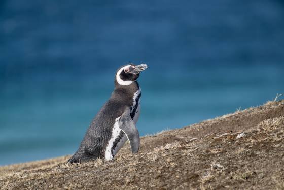 Magellanic on Hillside Magellanic Penguin at the Neck on Saunders Island in the Falklands.