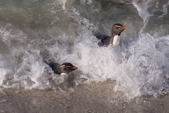 Rockhopper Penguins leaving the Ocean Rockhopper Penguin at The Neck on Saunders Island in the Falklands.