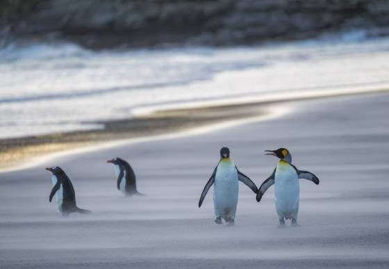Wind Swept Beach and King Penguin Couple King Penguins at The Neck on Saunders Island in the Falklands.