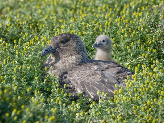 Brown Skua and Chick Brown Skua and Chick at Sea Lion Beach on Sea Lion Island in the Falklands.