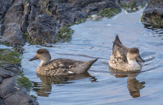 Crested Ducks Crested Ducks at the South Beach on Sea Lion Island in the Falklands.