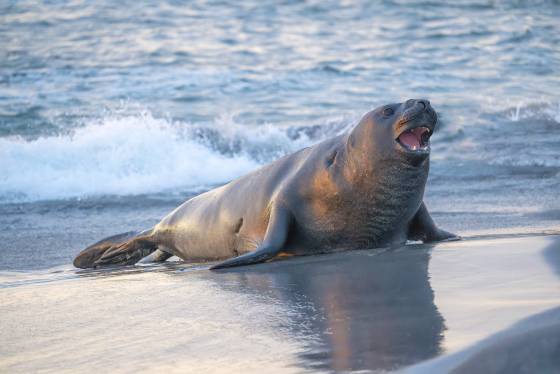 Elephant Seal leaving the water Southern Elephant Seals at Elephant Corner on Sea Lion Island in the Falklands.