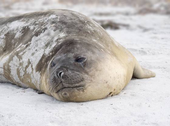 Elephant Seals 1 Elephant Seal at the North Beach on Sea Lion Island in the Falklands.