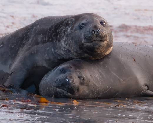 Elephant Seals 2 Elephant Seals at the South Beach on Sea Lion Island in the Falklands.