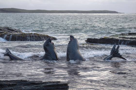 Elephant Seals 3 Elephant Seals at the South Beach on Sea Lion Island in the Falklands.