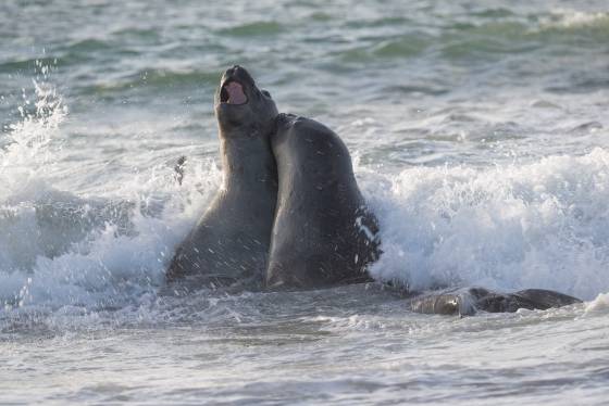 Elephant Seals 4 Elephant Seals at the South Beach on Sea Lion Island in the Falklands.