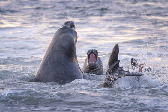Elephant Seals Fighting Southern Elephant Seals at Elephant Corner on Sea Lion Island in the Falklands.