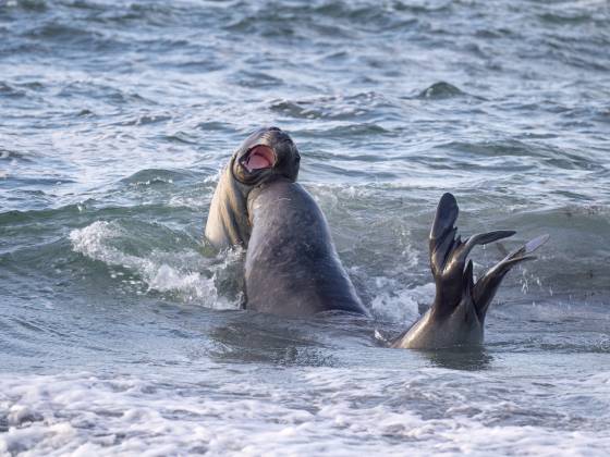 Elephant Seals No 5 Elephant Seals at the South Beach on Sea Lion Island in the Falklands.