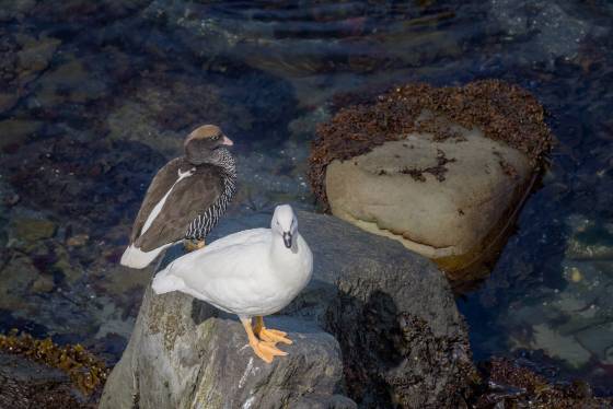 Kelp Geese Kelp Geese at Sea Lion Beach on the Falkland Islands, , the Male is White.