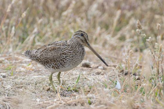 South American Snipe South American Snipe on Sea Lion Island in the Falklands.