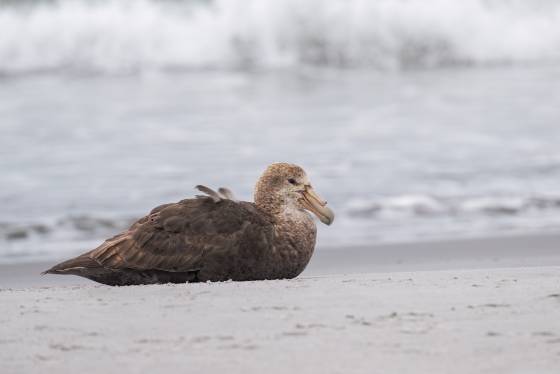 Southern Giant Petrel Southern Giant Petrel at the North Beach on Sea Lion Island in the Falklands.