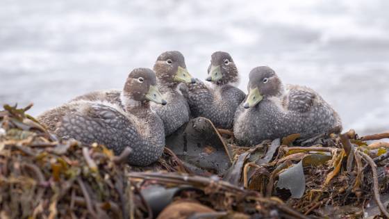 Steamer Duck Chicks Steamer Duck Chicks at the North Beach on Sea Lion Island in the Falklands.
