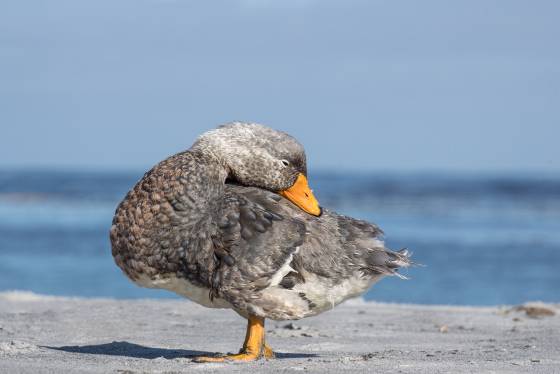 Steamer Ducks 2 Steamer Duck at South Beach on Sea Lion Island in the Falklands.