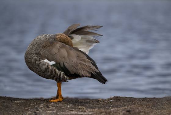 Upland Goose Female Female Upland Goose on Sea Lion Island in the Falklands.