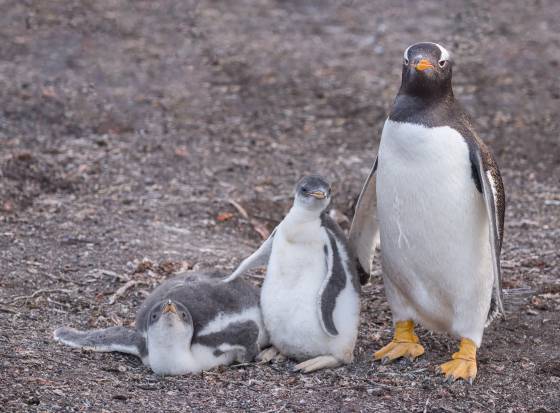 Gentoo Family Portrait Gentoo penguins at the colony south of Sea Lion Lodge in the Falklands.