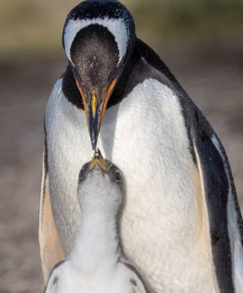 Gentoo and Child 2 Gentoo penguin child looking for food from parent on Sea Lion Island in the Falklands.