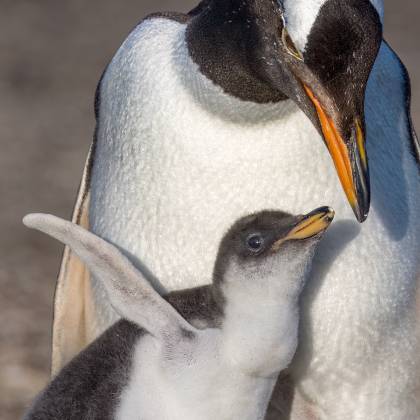 Gentoo and Child Gentoo penguin child looking for food from parent on Sea Lion Island in the Falklands.