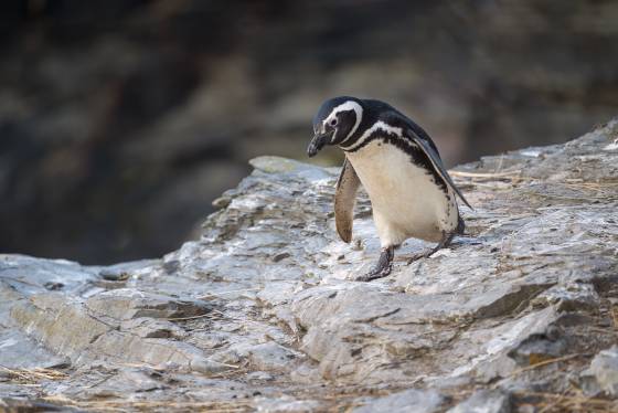 Magellanic Penguin In a Hurry Magellanic Penguin on Sea Lion Beach in the Falklands.