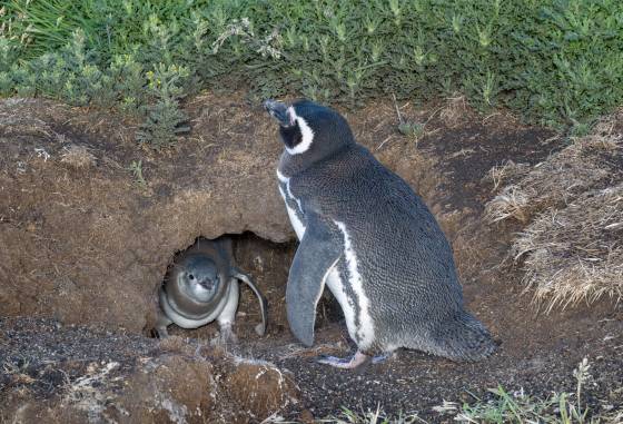 Magellanic Penguin in Burrow Magellanic Penguins on Sea Lion Island in the Falklands.