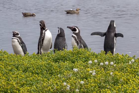 Magellanics and Upland Geese Magellanic Penguins and Upland Geese on Sea Lion Island in the Falklands.