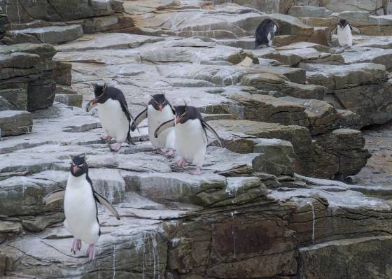 On the Move 2 Rockhopper Penguins at Rockhopper Point on Sea Lion Island in the Falklands.