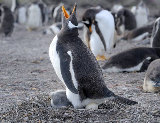 Penguin Honking Gentoo Penguin with child and egg honking on Sea Lion Island in the Falklands. Honking is used to establish territory or help the mate find it.