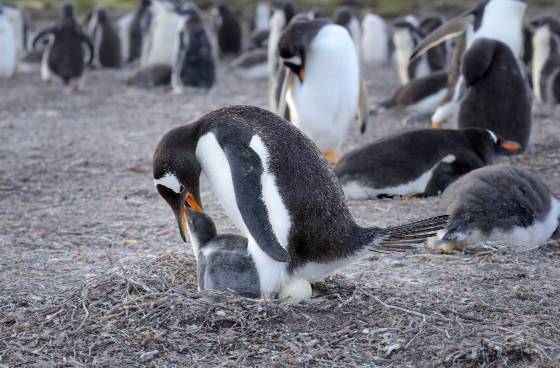 Penguin and Egg 1 Gentoo Penguin feeding her child while sitting on and egg at Sea Lion Island in the Falklands.