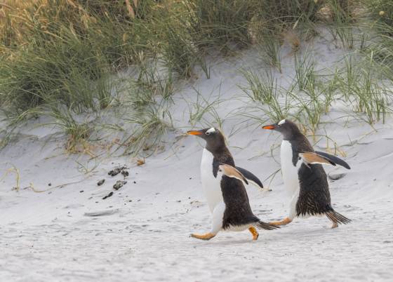 Purposeful Penguins Gentoo Penguins Returning to the colony on Sea Lion Island in the Falklands.