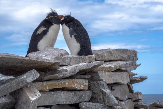 Rockhopper Penguin Couple No 1 Rockhopper Penguins at Rockhopper Point on Sea Lion Island in the Falklands.