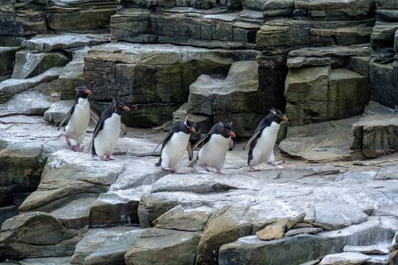 Rockhopper Penguins On the Move No 4 Rockhopper Penguins at Rockhopper Point on Sea Lion Island in the Falklands.