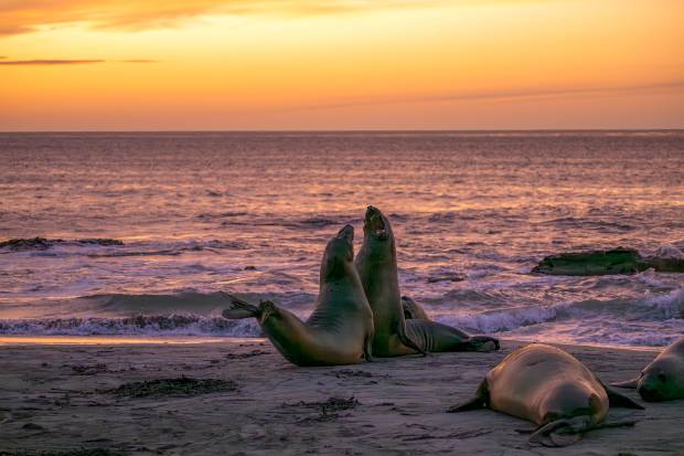 Sea Lion