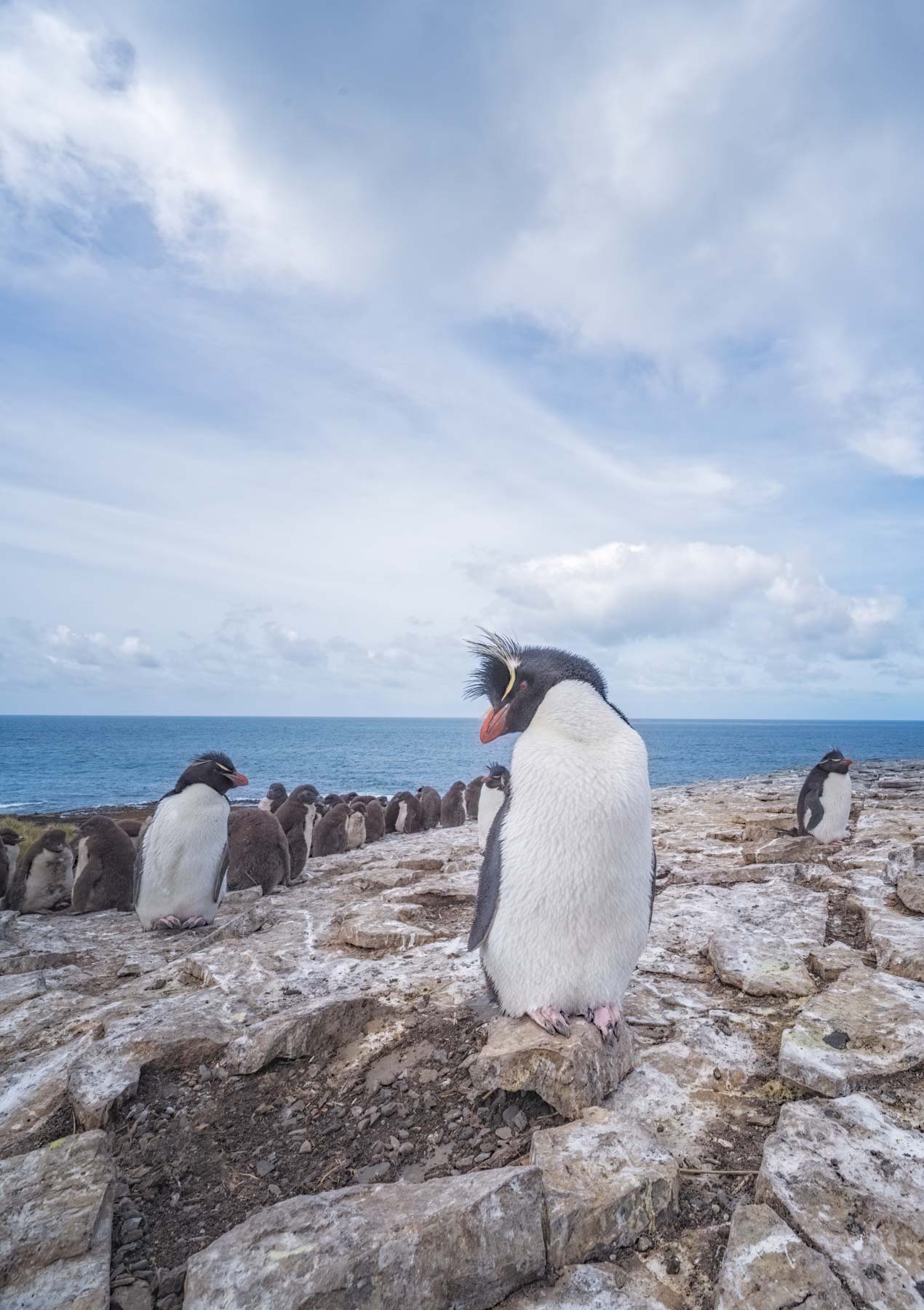 Rockhopper Penguin seen on Sea Lion Island in The Falklands