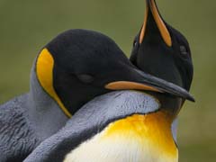 King Penguins seen at Volunteer Point on East Falkland Island