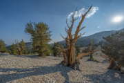 Ancient Bristlecone Pine Forest