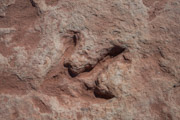 Tuba City Dinosaur Tracks