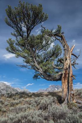 Old Patriarch 24mm Old Patriarch tree in Grand Teton National Park, Wyoming